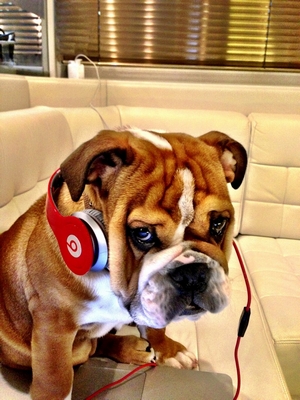 Roscoe en el Motorhome de Hamilton